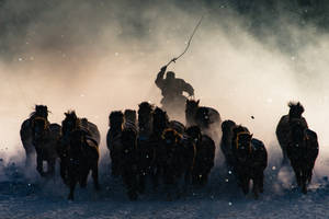Mongolian Horse Shepherd Wallpaper