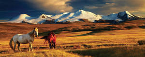 Mongolian Horses In The Pasture Wallpaper