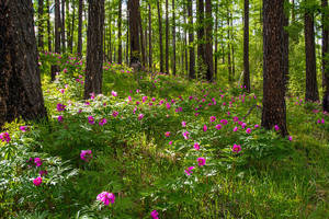 Mongolias Flowers In Forest Wallpaper