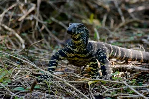 Monitor Lizard Wallpaper