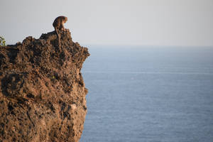Monkey On Cliff Awesome Animal Wallpaper