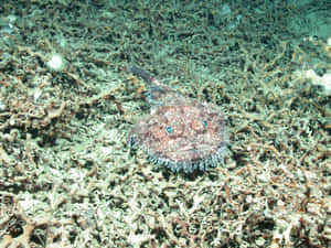 Monkfish Camouflagedon Seabed Wallpaper