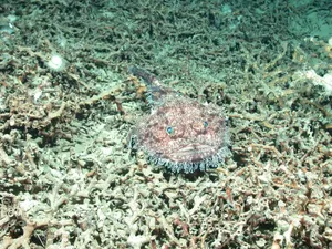 Monkfish Camouflagedon Seabed Wallpaper