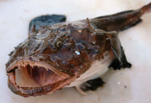 Monkfish Close Up Wallpaper