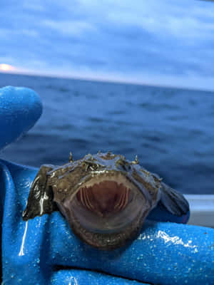 Monkfish Close Up Aboard Boat Wallpaper