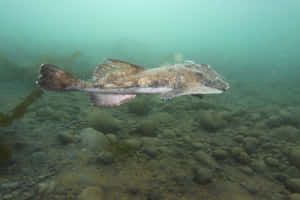 Monkfish Swimming Underwater Wallpaper