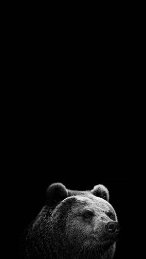 Monochrome Bear Pure Black Hd Phone Screen Wallpaper