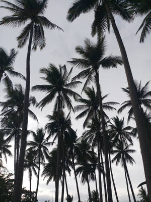 Monochrome Coconut Trees Wallpaper