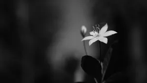 Monochrome Solitude Flower4 K Wallpaper