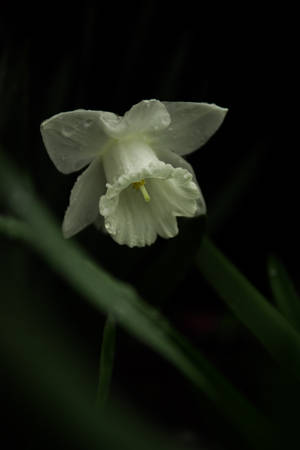 Monochrome White Daffodil Wallpaper