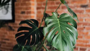 Monstera Indoor Plant Wallpaper