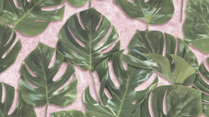Monstera Leaves Pink Surface Wallpaper