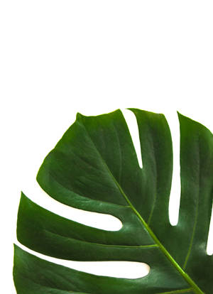 Monstera Plant Leaf Aesthetic Wallpaper