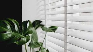 Monstera Plant Window Wallpaper