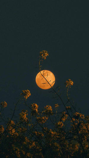 Moon Aesthetic And Flower Iphone Wallpaper