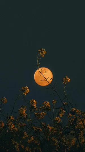 Moon Aesthetic And Flower Iphone Wallpaper