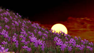 Moon And Violet Flowers Animated Desktop Wallpaper