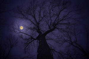 Moonlight Over The Tree Wallpaper