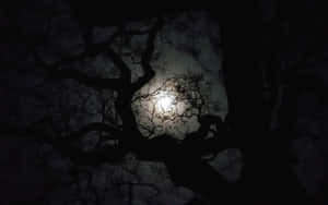 Moonlit Silhouette Trees Night Sky Wallpaper
