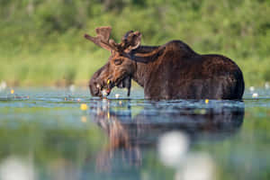 Moose Feedingin Pond Wallpaper