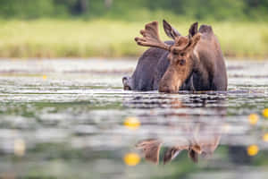 Moose Reflectionin Water Wallpaper