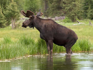 Moose Standingin Water Wallpaper