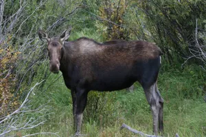 Moosein Natural Habitat.jpg Wallpaper