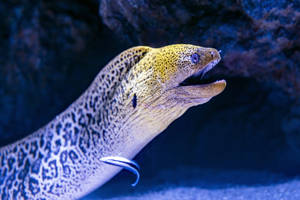 Moray Eel Fish Close Up Side View Wallpaper