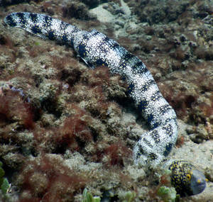 Moray Eel Fish Crawling On The Reefs Wallpaper