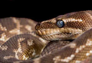 Morelia Carinata Snake Wallpaper