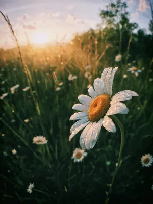 Morning Daisy 4k Wallpaper