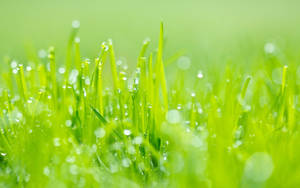 Morning Dew Grass Macro Wallpaper