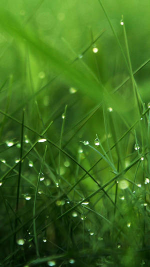 Morning Dew Leaves Iphone Wallpaper