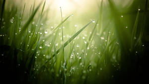 Morning Dew On Grass Wallpaper