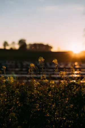 Morning Flower Field Tumblr Photography Iphone Wallpaper