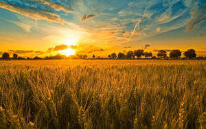 Morning Glory In Grain Field Wallpaper