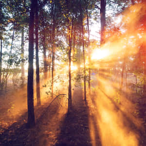 Morning Sunrise Sunbeam Wallpaper