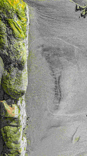 Mossy Rockand Sand Footprint Wallpaper