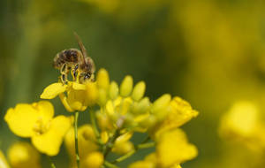 Most Beautiful Desktop Bee And Flower Wallpaper