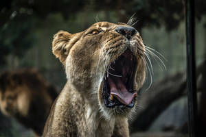 Most Beautiful Hd Lioness In Action Wallpaper