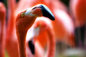 Most Beautiful Hd Pink Flamingo Wallpaper