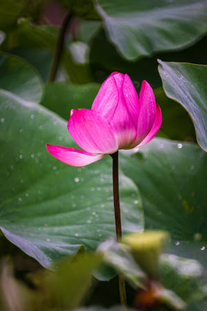 Most Beautiful Hd Pink Water Lily Wallpaper