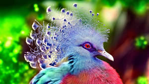 Most Beautiful Hd Victoria Crowned Pigeon Wallpaper