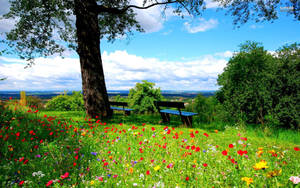 Most Beautiful Spring Forest Wallpaper