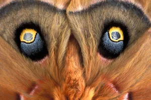 Moth Eyes Close-up Black And Yellow Wallpaper