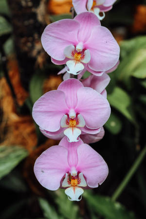 Moth Orchids In Light Purple Wallpaper
