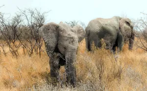 Mother And Baby Elephant Wallpaper