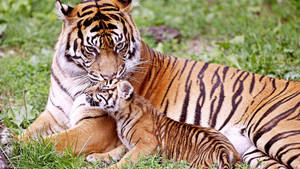 Mother And Baby Tiger Wallpaper