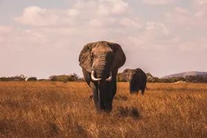 Mother And Child Elephant Wallpaper