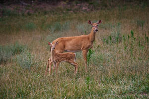 Mother And Daughter Deer Hunting Wallpaper